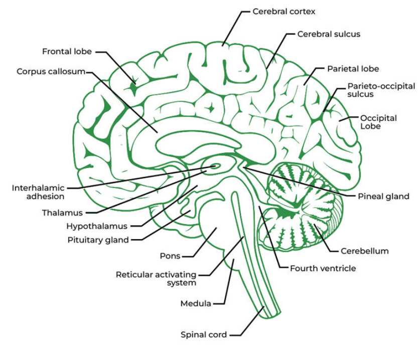 parts of the human brain diagram