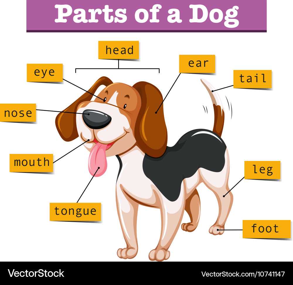 parts of a dog diagram