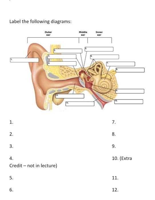 parts of the external ear diagram