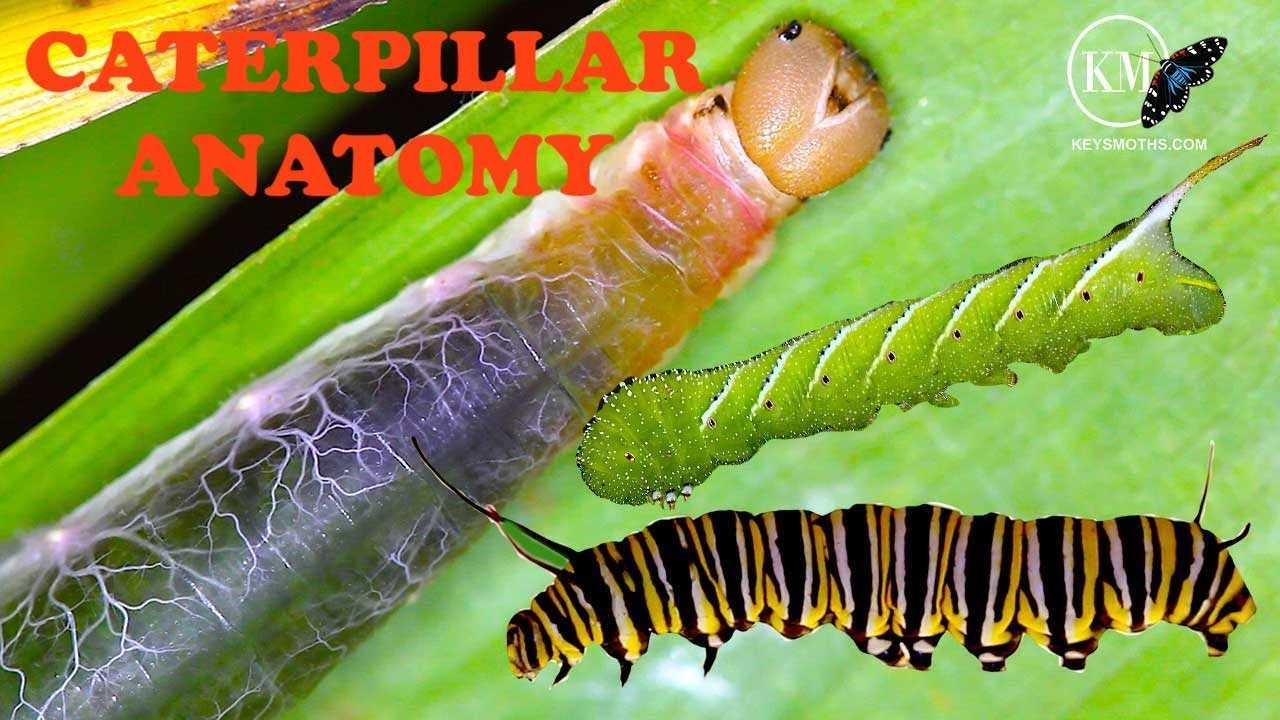 parts of a caterpillar diagram