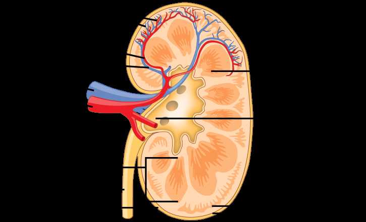 kidney diagram with parts