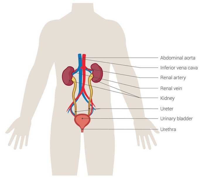 kidney diagram with parts