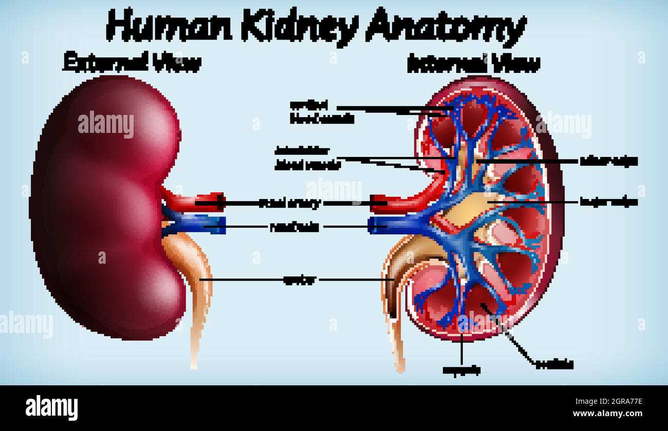 kidney diagram with parts