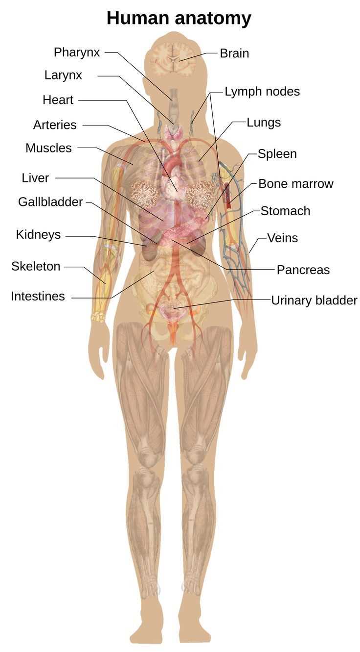 female body parts diagram