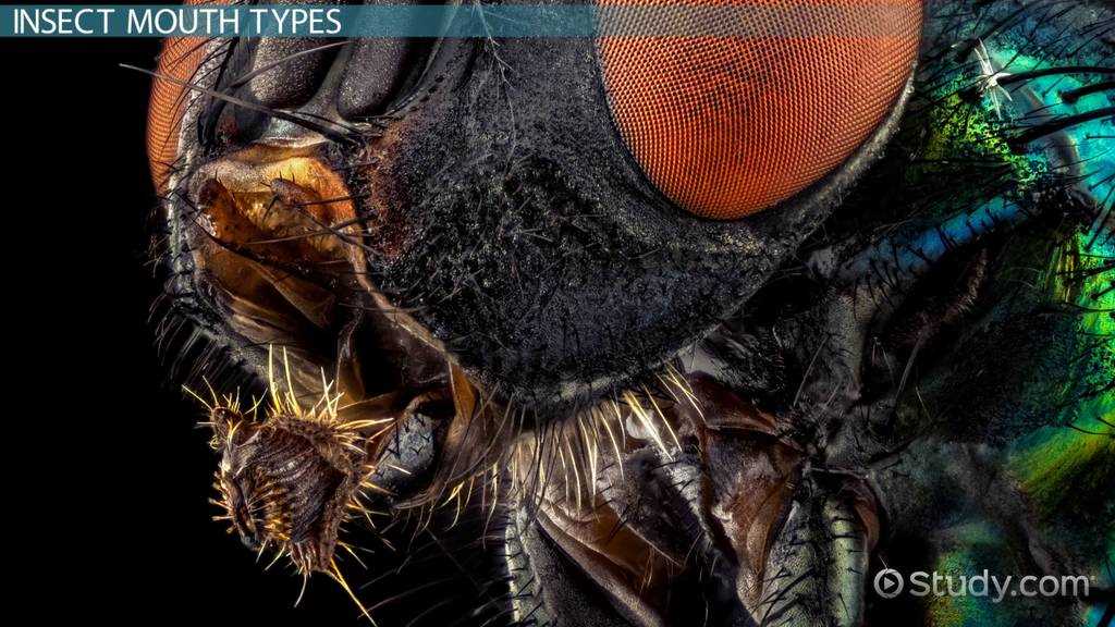 mouth parts of housefly diagram