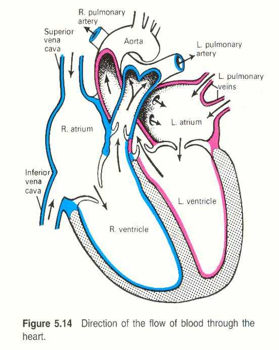 parts of the heart simple diagram