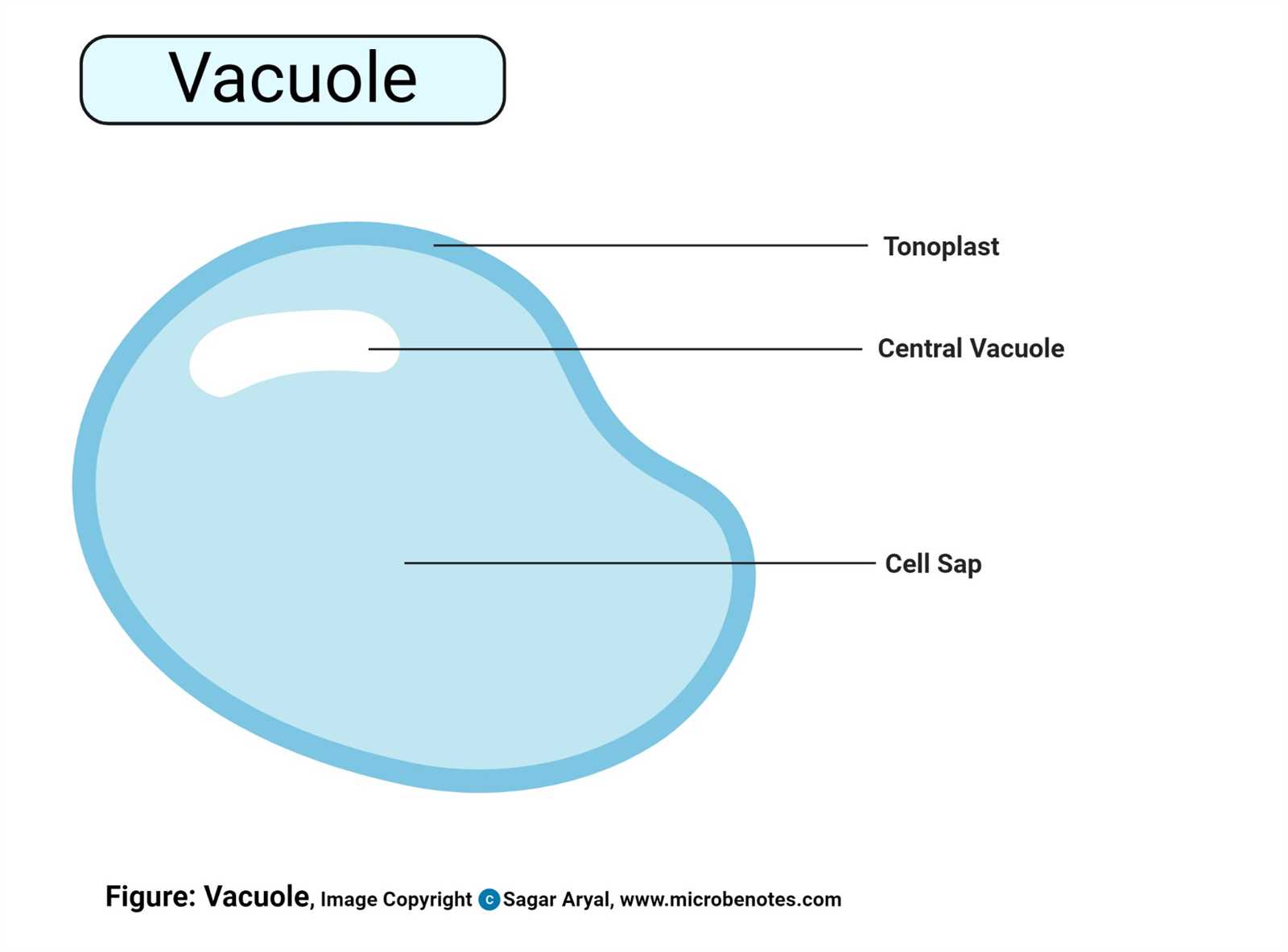 parts of animal cell diagram