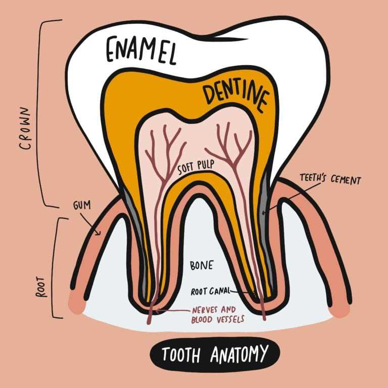 parts of tooth diagram