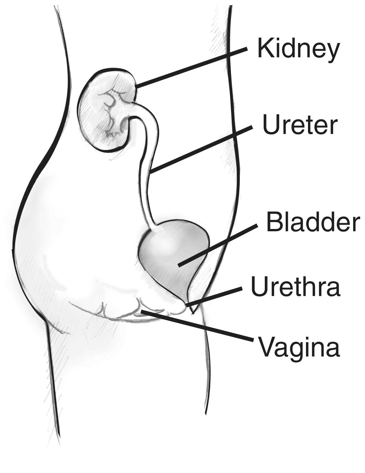 lady parts diagram