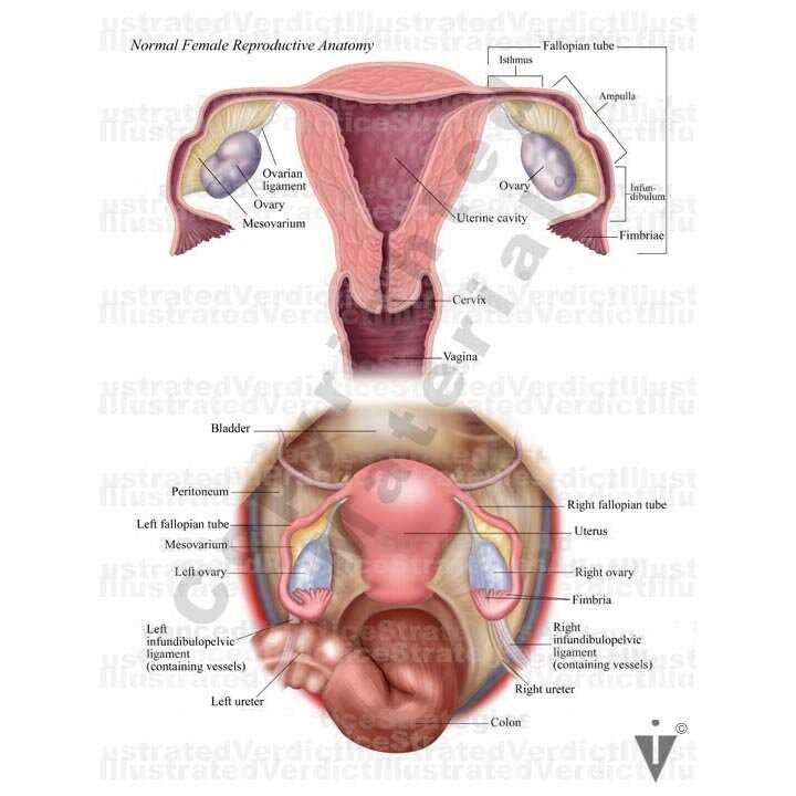 lady parts diagram