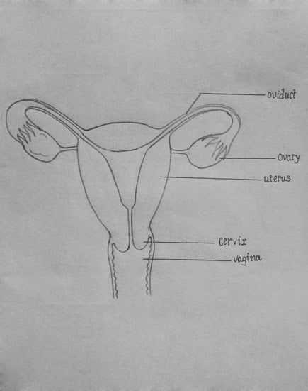 lady parts diagram