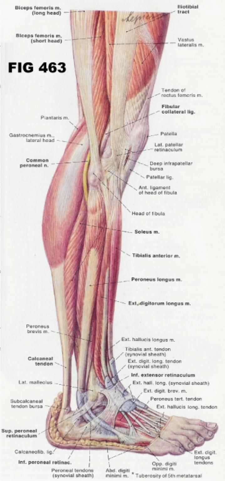 leg parts diagram