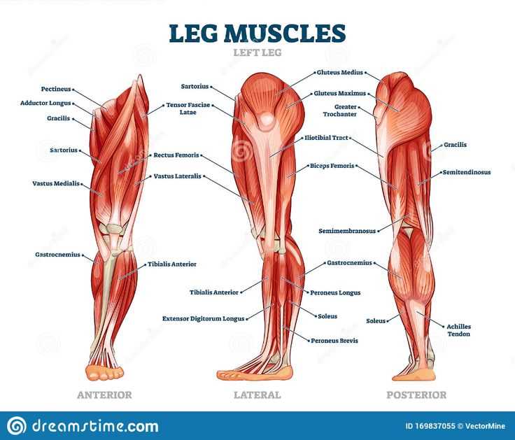 leg parts diagram