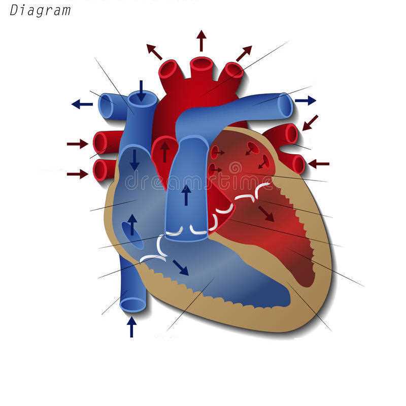 parts of the heart diagram quiz