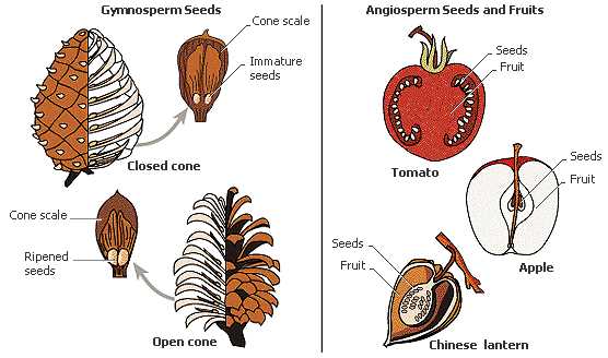 parts of a pine cone diagram