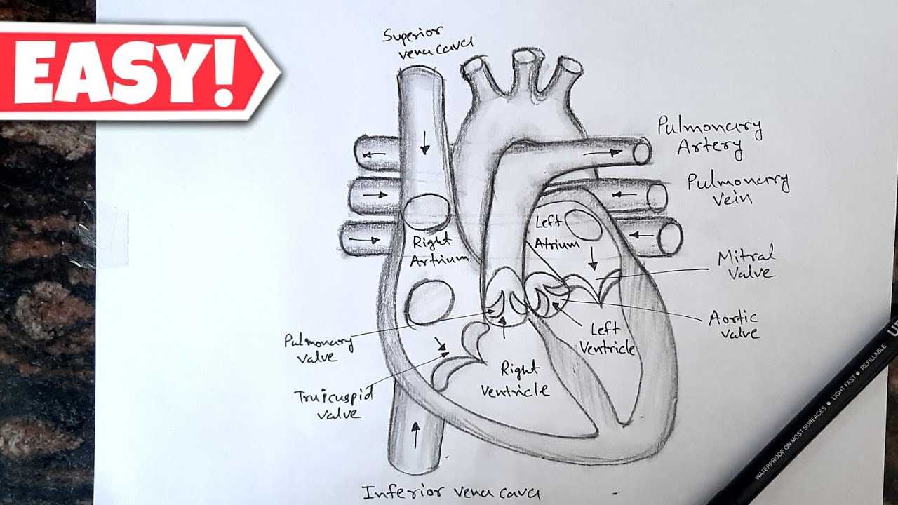 parts of the heart simple diagram