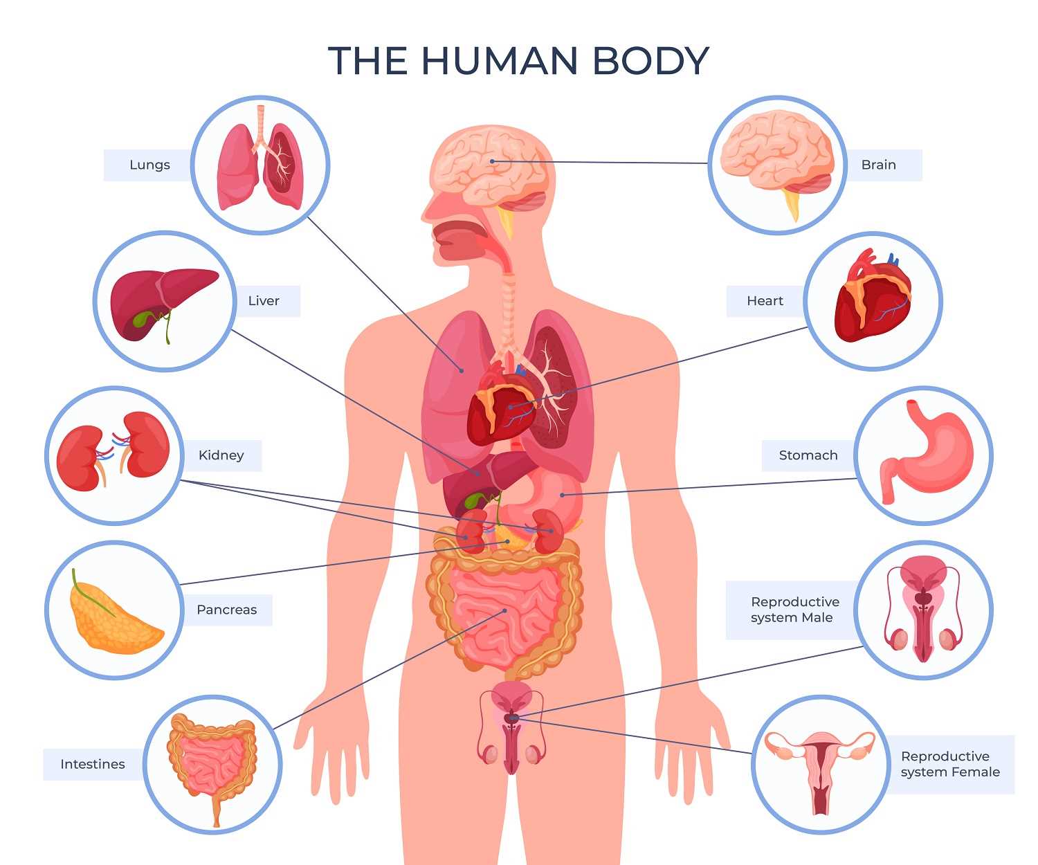 body parts diagram male