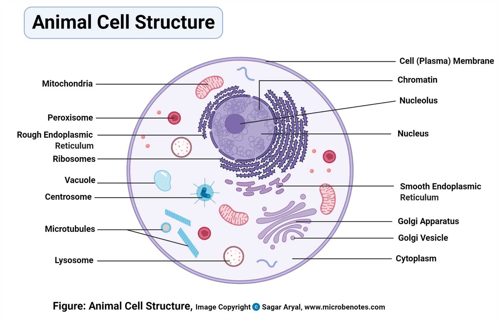 parts of animal cell diagram