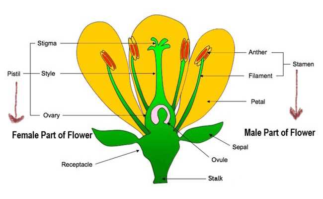 male part diagram