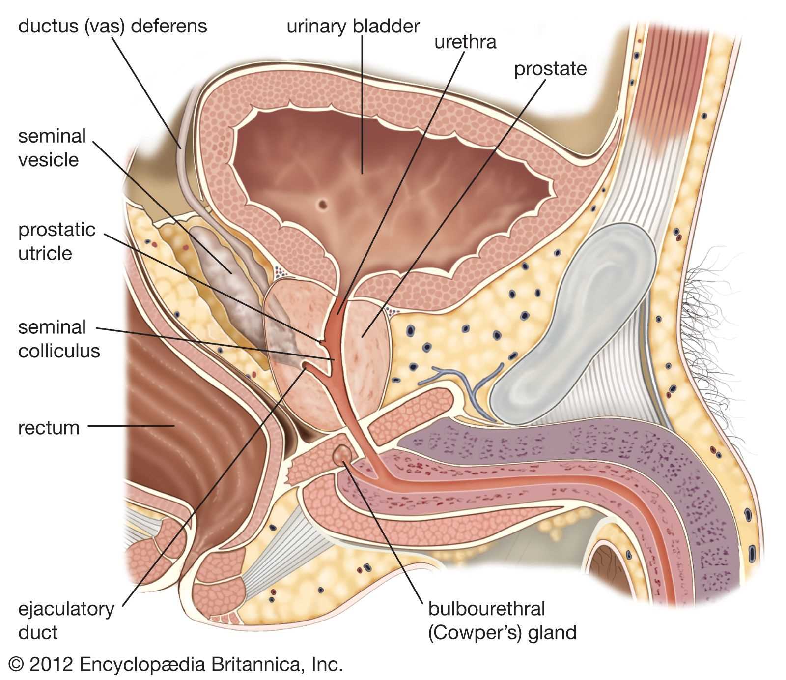 male parts diagram