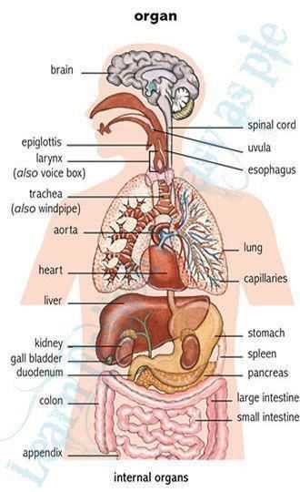 body parts diagram male