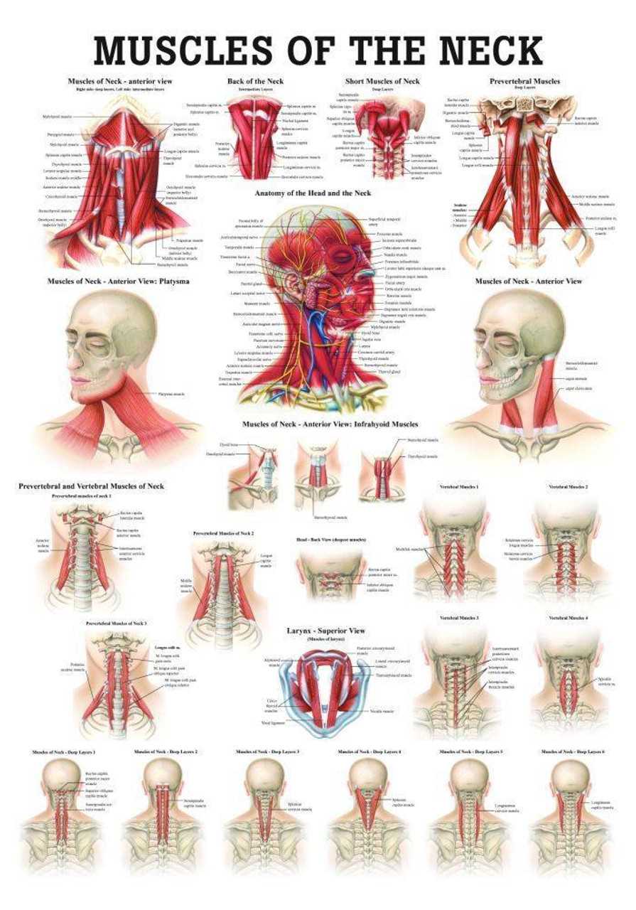 parts of the throat and neck diagram