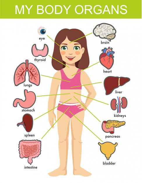 body parts female diagram