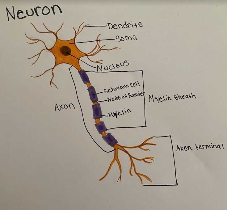 parts of a neuron diagram