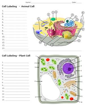 parts of animal cell diagram