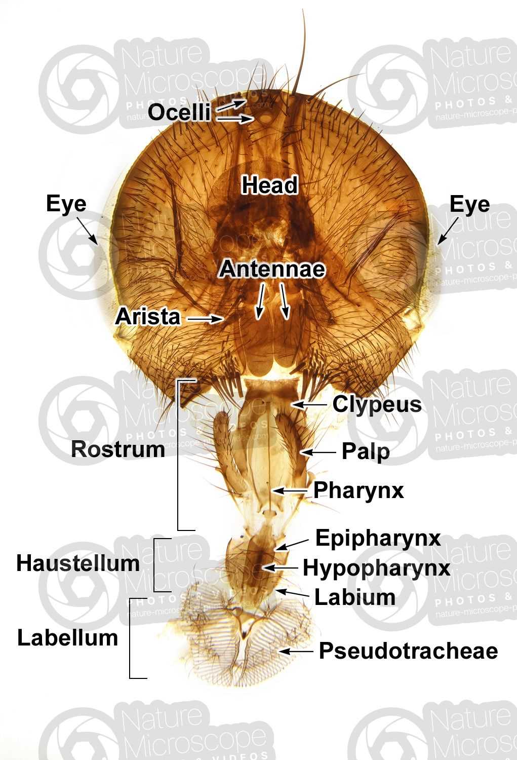 mouth parts of housefly diagram