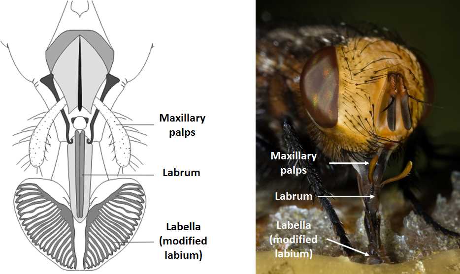 mouth parts of housefly diagram