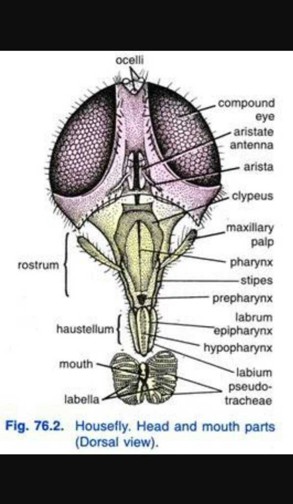 mouth parts of housefly diagram