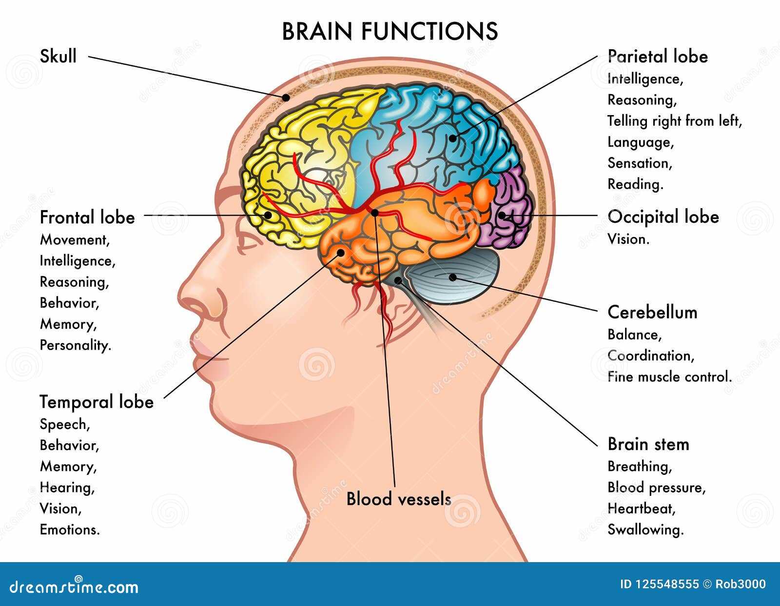 parts of the brain and functions diagram