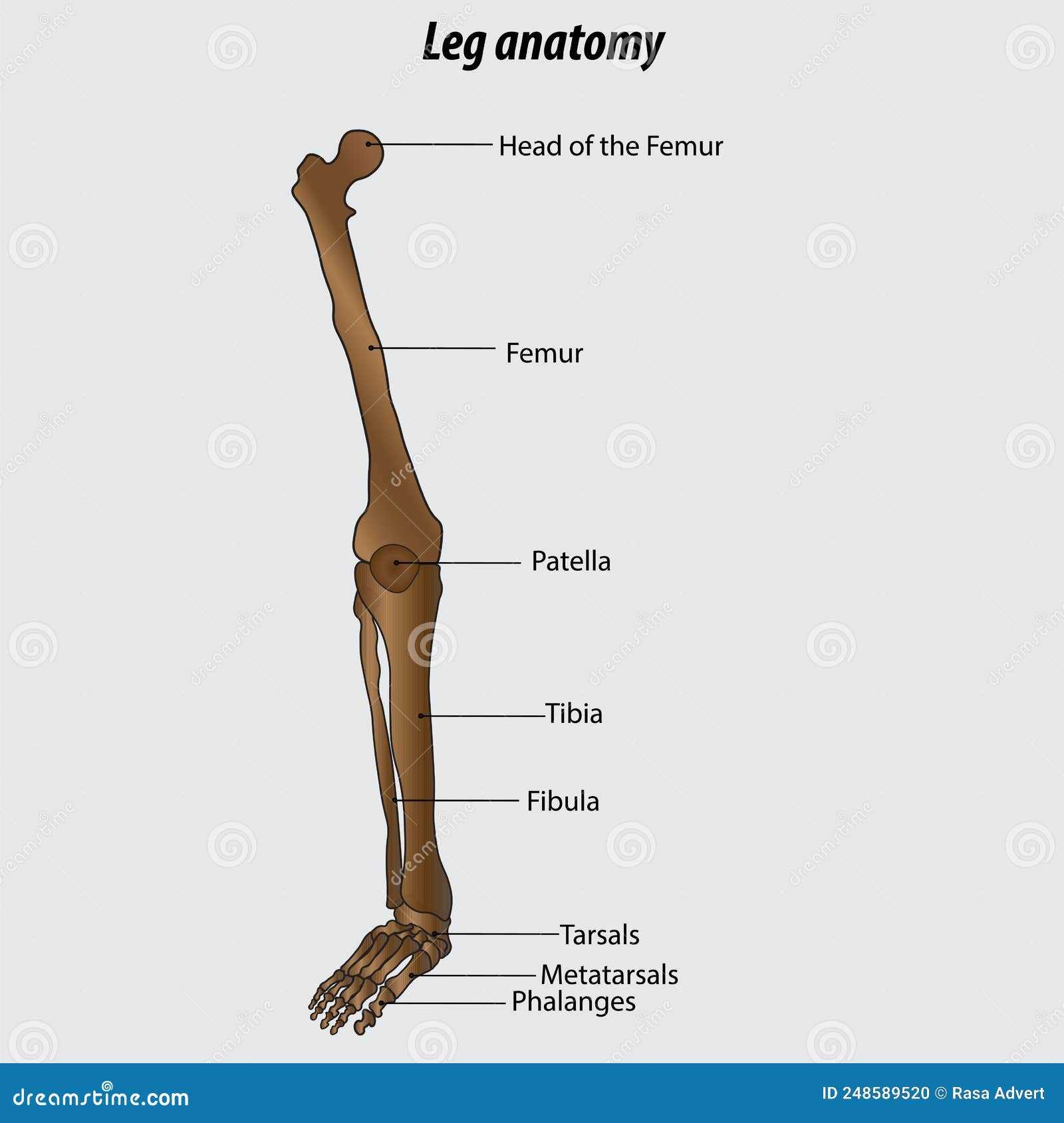 parts of leg diagram