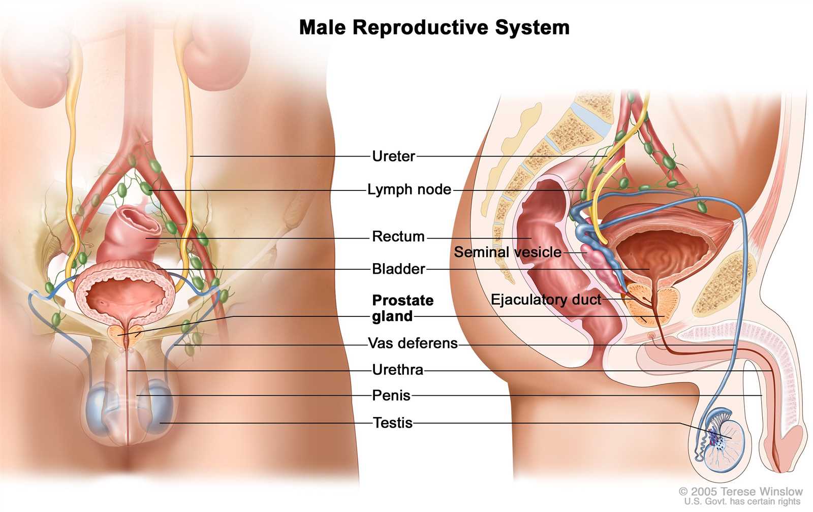 body parts diagram woman