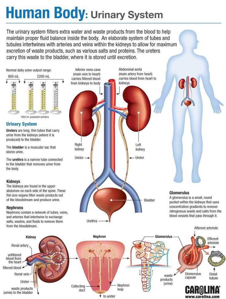 parts of urinary system diagram