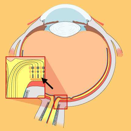 parts of the eye diagram quiz