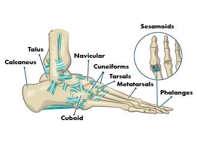 name of foot parts diagram