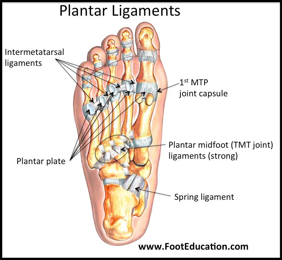 name of foot parts diagram