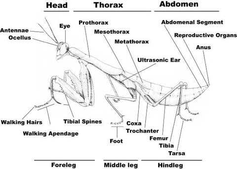 praying mantis body parts diagram