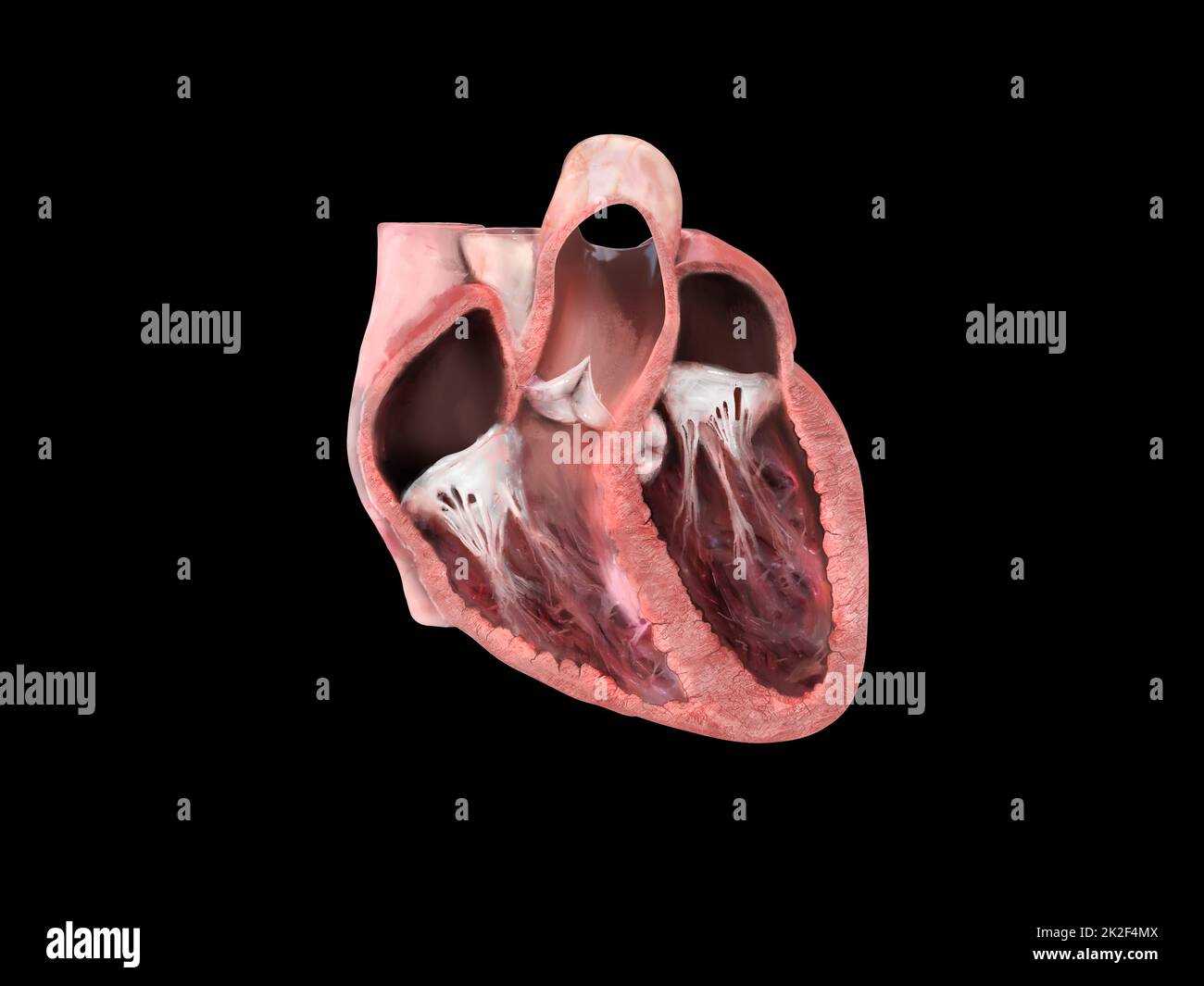 parts of human heart diagram