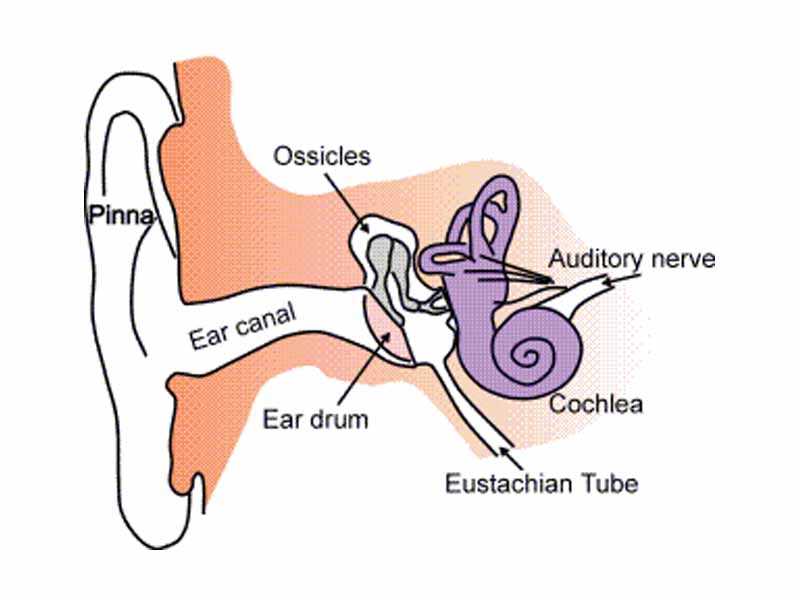 parts of the ear diagram to label