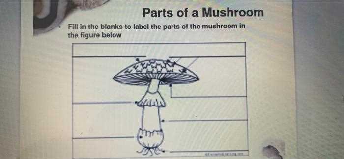 parts of mushroom diagram