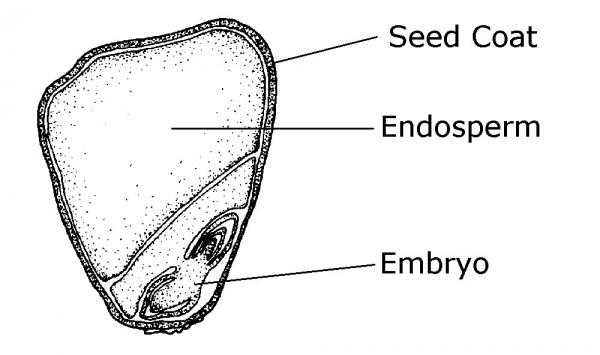 diagram of parts of a seed