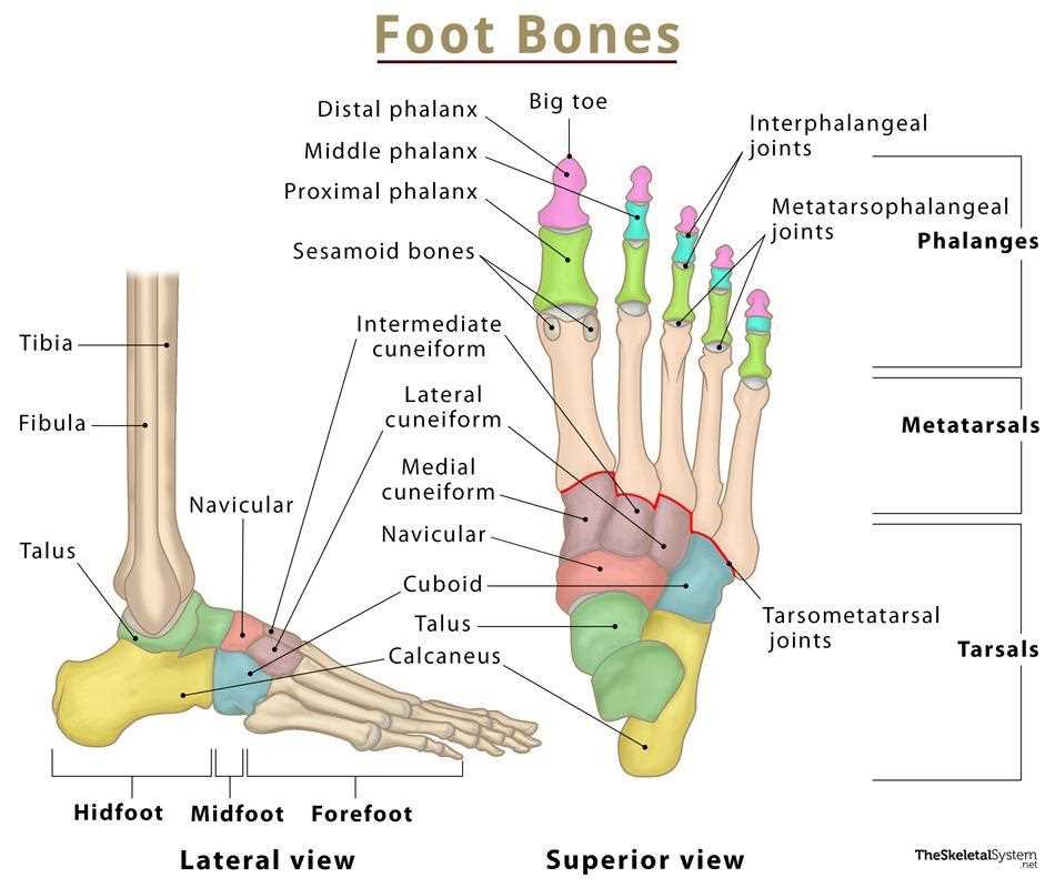 parts of the foot diagram