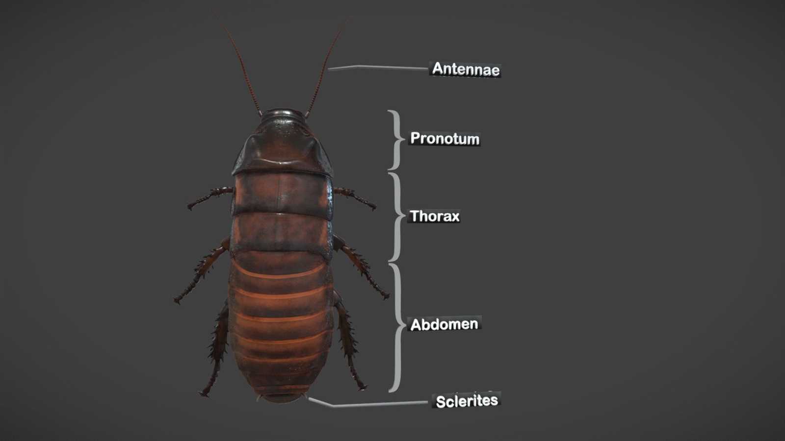 cockroach diagram with parts