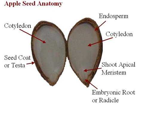 parts of an apple tree diagram