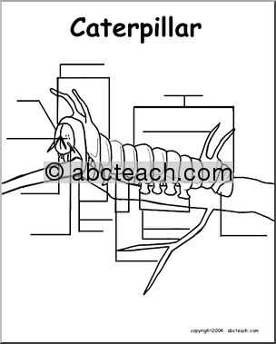 parts of a caterpillar diagram