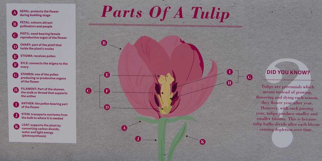 parts of a tulip diagram