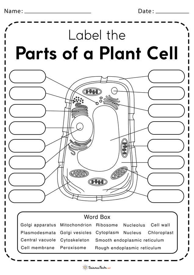 parts of a cell diagram worksheet